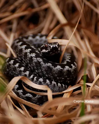 Популярные виды змей - Желтобрюхий полоз — самая крупная змея в Европе.  Полоз раньше был одним из наиболее распространённых видов змей в Европе, но  теперь встречается в основном в Предкавказье, на Кавказе