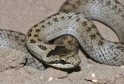 Анализ ДНК указал, когда змеи лишились конечностей