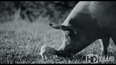 Гунда” (2020): фото, скриншоты и кадры из фильма | HDCLUB