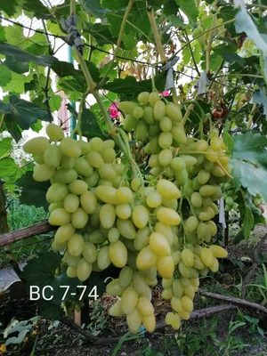 Виноград Ливия столовый в Vitis.kz