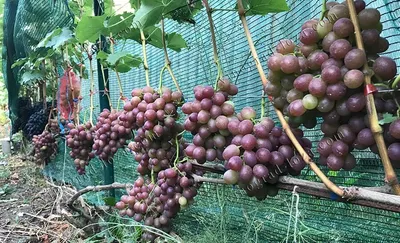 Устойчивые сорта винограда фото, описание, отзывы для Подмосковья