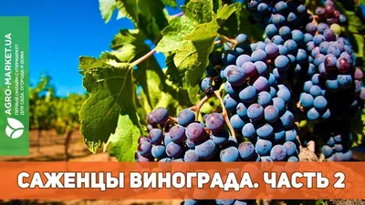 Виноград Ливия — купить саженцы черенки с доставкой Почта России | Питомник  саженцев «КФХ Фруктовый сад» Краснодар