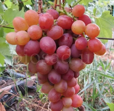 Виноград Ливия | Питомник растений