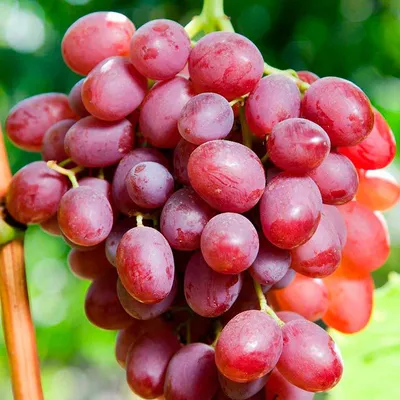 Виноград Ливия (артикул V-101675): купить саженцы в интернет-магазине « Виноград Маркет»