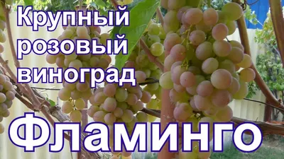 Куст высокий, сильнорослый с мощным стволом и крепкими побегами. Молодая  лоза светлого коричневого цвета. Листья крупные, первый листок является  цельным, последующие пятилопастные, тёмно-зелёные. Корень развитый,  черенкование хорошее. Плодоносить лоза ...