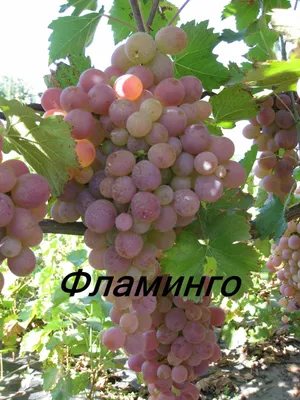 Купить Саженцы винограда Ливия в Волгограде | VINOGRADLIFE саженцы винограда  Волгоград