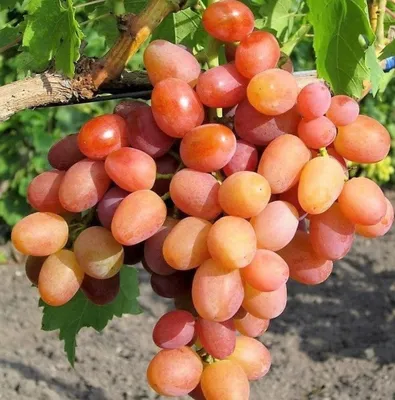 Описание сорта винограда Ливия: фото, видео и отзывы | Vinograd-Loza