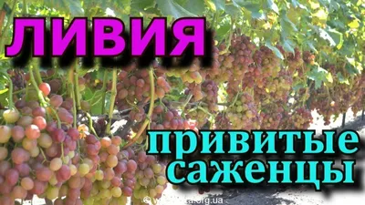 Виноград Ливия - Жигулевские саженцы