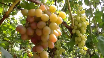 Виноград «Ливия». Урожай и особенности столового сорта. Нехватка калия |  Виноград VM | Дзен