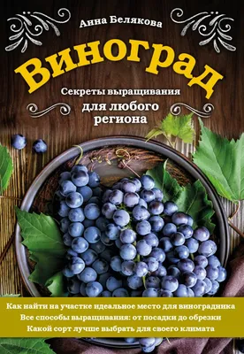 ТОП сортов винограда для регионов с коротким летом | НПО «Сады России» —  когда сад в удовольствие! | Дзен