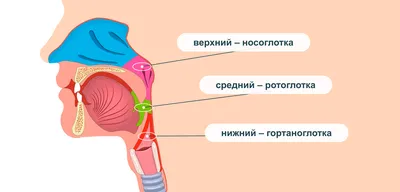 Ринофарингит: симптомы, лечение, причины у детей и взрослых