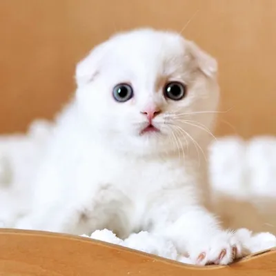 Вислоухие котята белые (49 лучших фото)