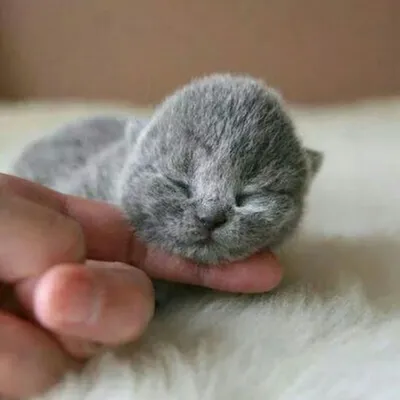 Новорожденные котята вислоухие - картинки и фото koshka.top