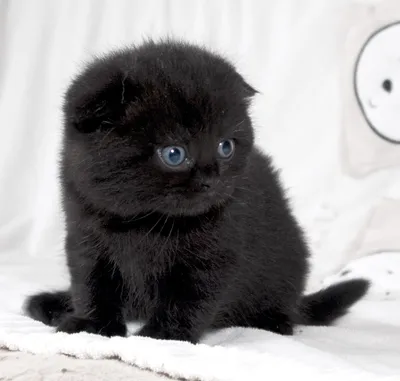 Вислоухие котята шотландцы черные - картинки и фото koshka.top