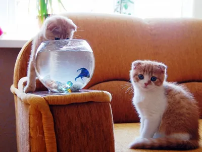 Фото Вислоухие котята на диване у окна, рядом с шаровидным аквариумом с  синей рыбкой
