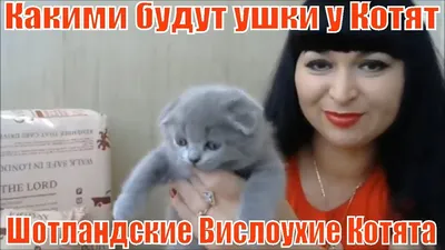 Шотландские Вислоухие Котята / Какими будут ушки !!!! - YouTube