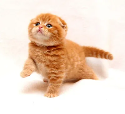 Британские вислоухие котята рыжие (33 фото) | Котята, Рыжие котята,  Шотландские вислоухие котята