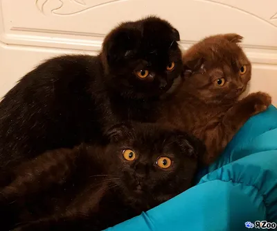 Чёрные и шоколадные вислоухие котята — купите кошку в Санкт-Петербурге за  16000 ₽ на ZooYa.ru