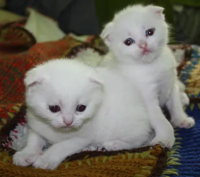 Шотландские вислоухие котята - белые с голубыми глазами