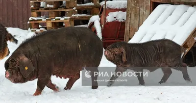 Поросенок Вьетнамская вислобрюхая для вашего фермерского хозяйства с  доставкой по России