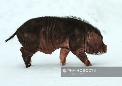 Поросята домашние вислоухие купить на Зозу.ру