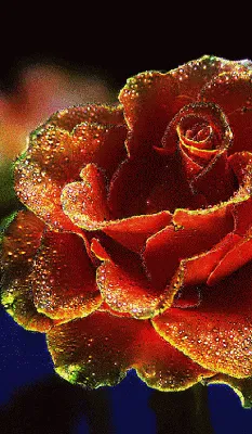 Пин от пользователя haque Kamrun на доске Flower Gifs | Красивые розы, Красивые розы, Красивые цветы