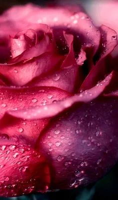 Пин от пользователя Карина Педраса на доске Inspire в 2023 г. | Красивые розы, Красивые цветы, Красивые цветы