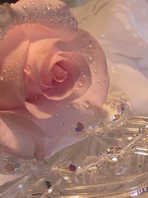 Нежный розовый | Цветочные обои на телефон, Красивые розовые розы, Красивые розы