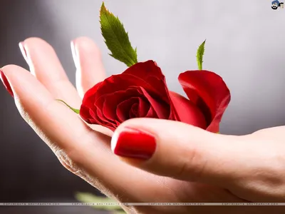Розы HD обои #17 | Открытки ко Дню святого Валентина, Красные розы, Картинки с днем ​​святого валентина
