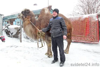 Спасенного верблюда начнут лечить в Севастополе | ForPost