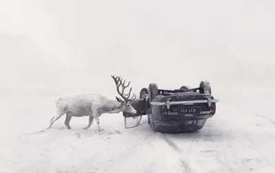 Величие вулканов, лосей и гор от победителей Sony world photography awards  2018