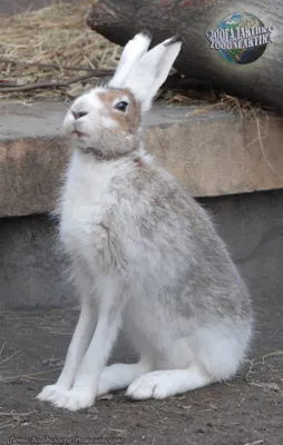 Некоторые виды зайцев меняют окрас шерсти на зимний - А знаете ли вы?.. |  Некоммерческий учебно-познавательный интернет-портал Зоогалактика