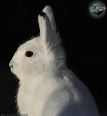 У зайцев отличное зрение и превосходный слух - А знаете ли вы?.. |  Некоммерческий учебно-познавательный интернет-портал Зоогалактика