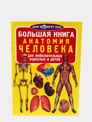 Большая книга. Анатомия человека. Строение тела человека. Внутренние органы  человека.Мышцы купить по цене 0 ₽ в интернет-магазине KazanExpress
