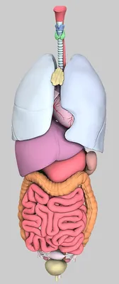 Как Расположены Внутренние Органы? Анатомия Человека + Картинки | Detox  kur, Entgiften, Körper