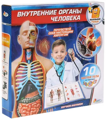 Набор Играем вместе Внутренние органы человека, KY-10001 — купить в  интернет-магазине по низкой цене на Яндекс Маркете