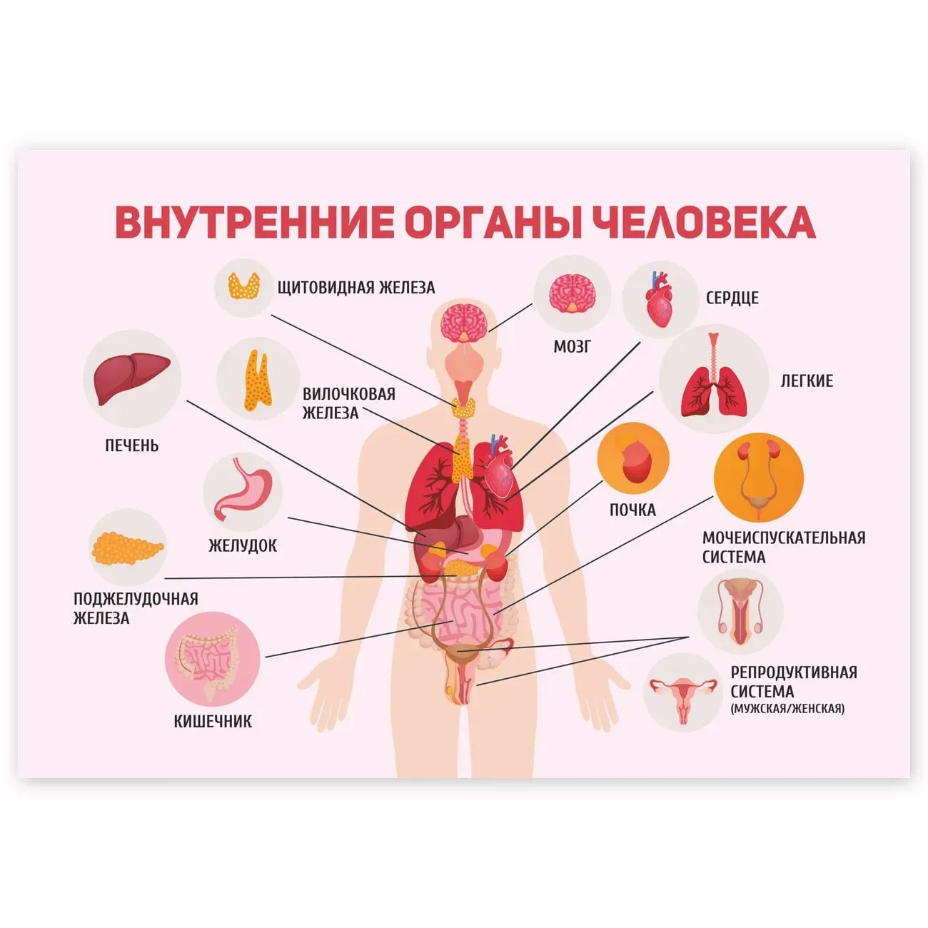 Количество органов в россии. Внутренние органы. Внутренние органы человека. Плакат внутренние органы человека. Строение человека внутренние органы.