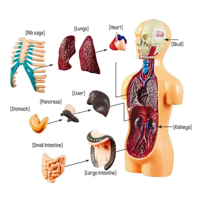 Тела туловища человека модель анатомия, анатомический медицинский класс  инструменты со съемным внутренние органы - купить по выгодной цене |  AliExpress