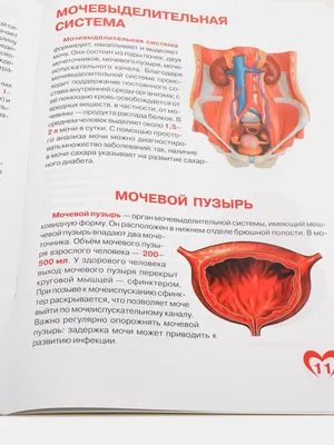 Большая книга. Анатомия человека. Строение тела человека. Внутренние органы  человека.Мышцы купить по цене 0 ₽ в интернет-магазине KazanExpress