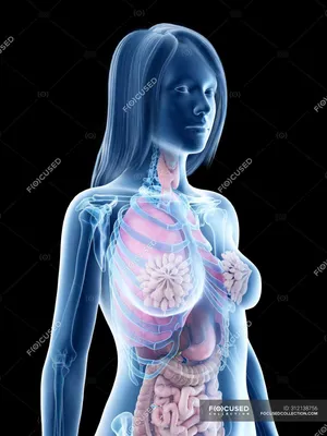 3D анатомическая модель, показывающая внутренние органы в женской анатомии,  компьютерная иллюстрация . — Наука, Большой кишечник - Stock Photo |  #312138756