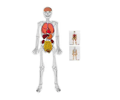 Скелет человека с органами купить – цена от ElizLabs