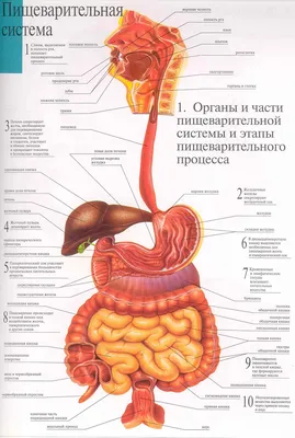 Анатомия человека фото - origins.org.ua