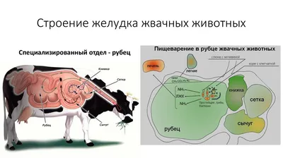 Внутренние органы коровы внутренности ЖКТ, грудной клетки, брюшной полости  | Спаси Господи | Дзен