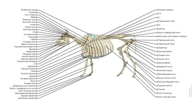 https://www.imaios.com/ru/vet-anatomy/krupnyj-rogatyj-skot/krupnyj-rogatyj-skot-obschaya-anatomiya