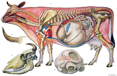 Анатомия КРС: особенности строения желудка