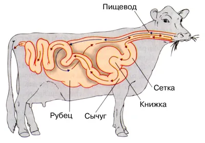 Органы основной коровы внутренние и отрезки говядины составляют схему  вектору Иллюстрация вектора - иллюстрации насчитывающей корова, еда:  65866495