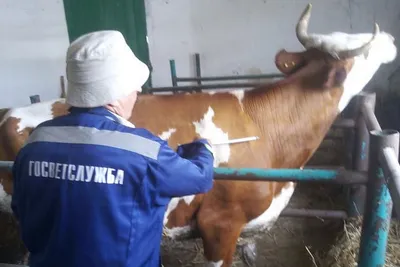 Две версии одного бедствия — новости на сайте Ак Жайык