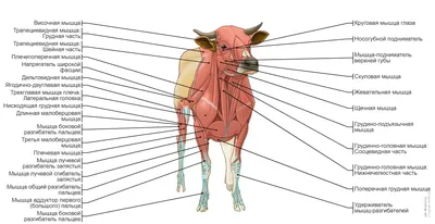 внутренняя анатомия коровы с органами Иллюстрация вектора - иллюстрации  насчитывающей художничества, тварь: 232624603