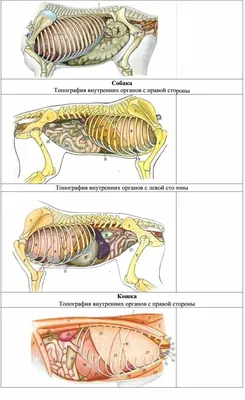 Анатомическая модель всего тела - VET3300 - Erler-Zimmer - для ветеринарных  услуг / с мускулатурой / вывихнутая