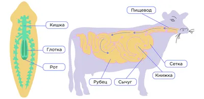 4D Vision Cow орган, анатомия модель животных головоломка игрушки для детей  и студентов медицины ветеринарная обучающая модель | AliExpress